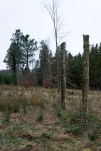 Revisiting Lanscape II