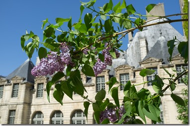 Lilac in Paris April 2014 (1 of 1)
